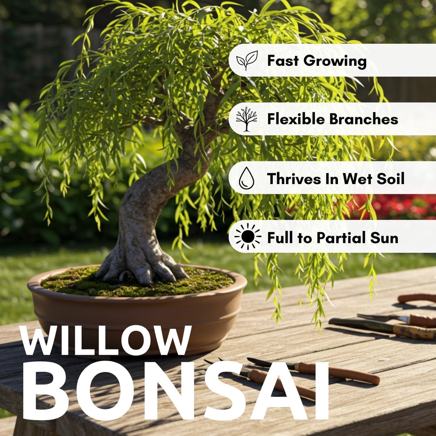 Dwarf Weeping Willow Bonsai Tree Cutting – Live Weeping Willow Cutting for Growing Your Own Cascading Willow Bonsai Tree – Fast-Growing, Hardy, Easy to Grow