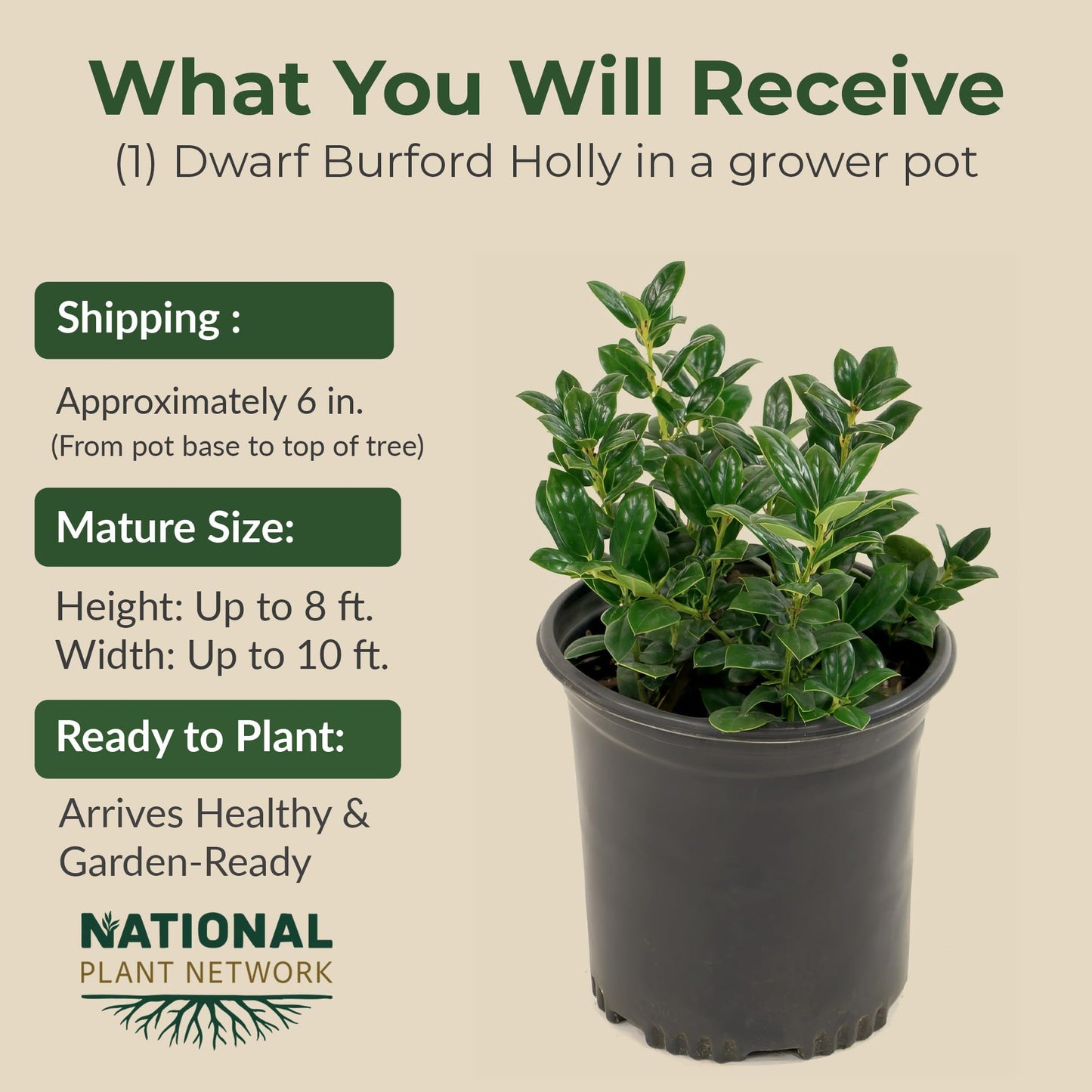 Holly Dwarf Burford Shrub – Compact Upright Evergreen Holly w/Small Showy White Flowers & Bright Red Berries for Formal Hedges & More - Grows Up to 10 ft in 3 Gal Grower Pot, USDA Zones 7–9, 1-Pack