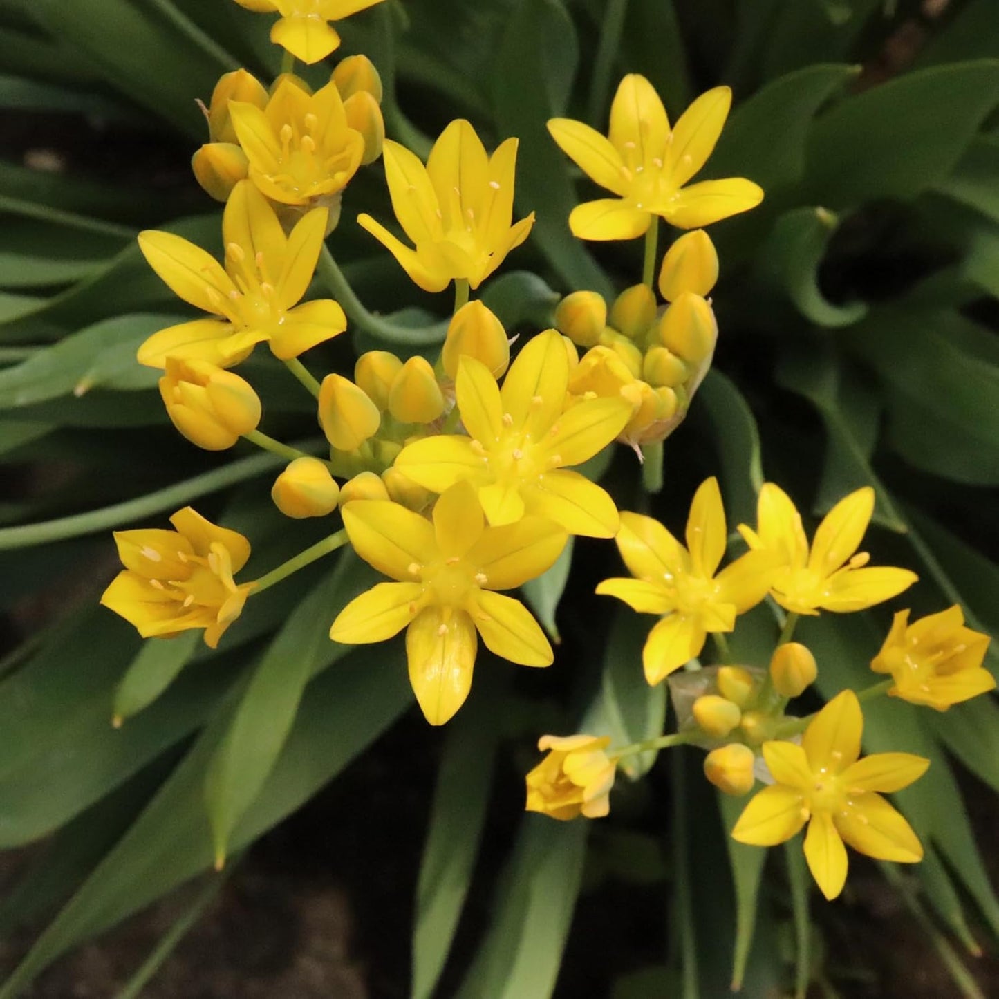 Amazing Deal-Complete Spring & Summer 100 Bulbs Blooming Bee & Butterfly Garden Collection-Beautiful Flowers that Attract Bees, Butterflies, Hummingbirds & Other Pollinators-Easy to Grow 1000's Sold