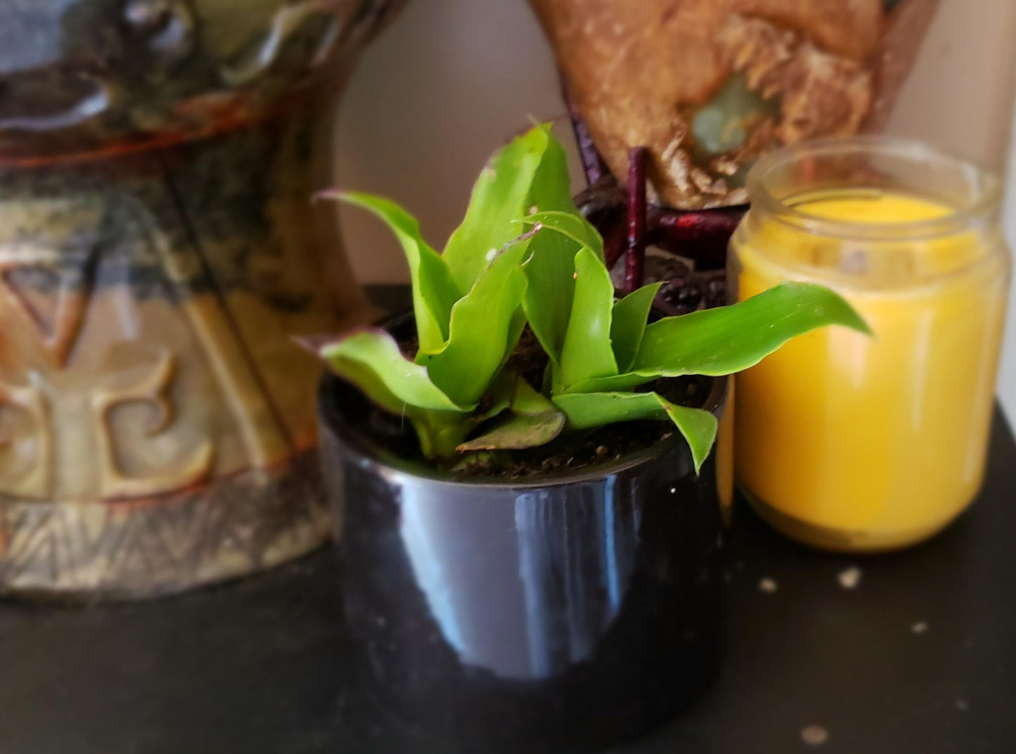 5 Callisia Fragrans, Basket Plant Live Cutting, House Plant Live, 5-7 inches Tall Easy to Plant. in House Plant. Nice Green in desks..Friends to Animal Easily to take Care.