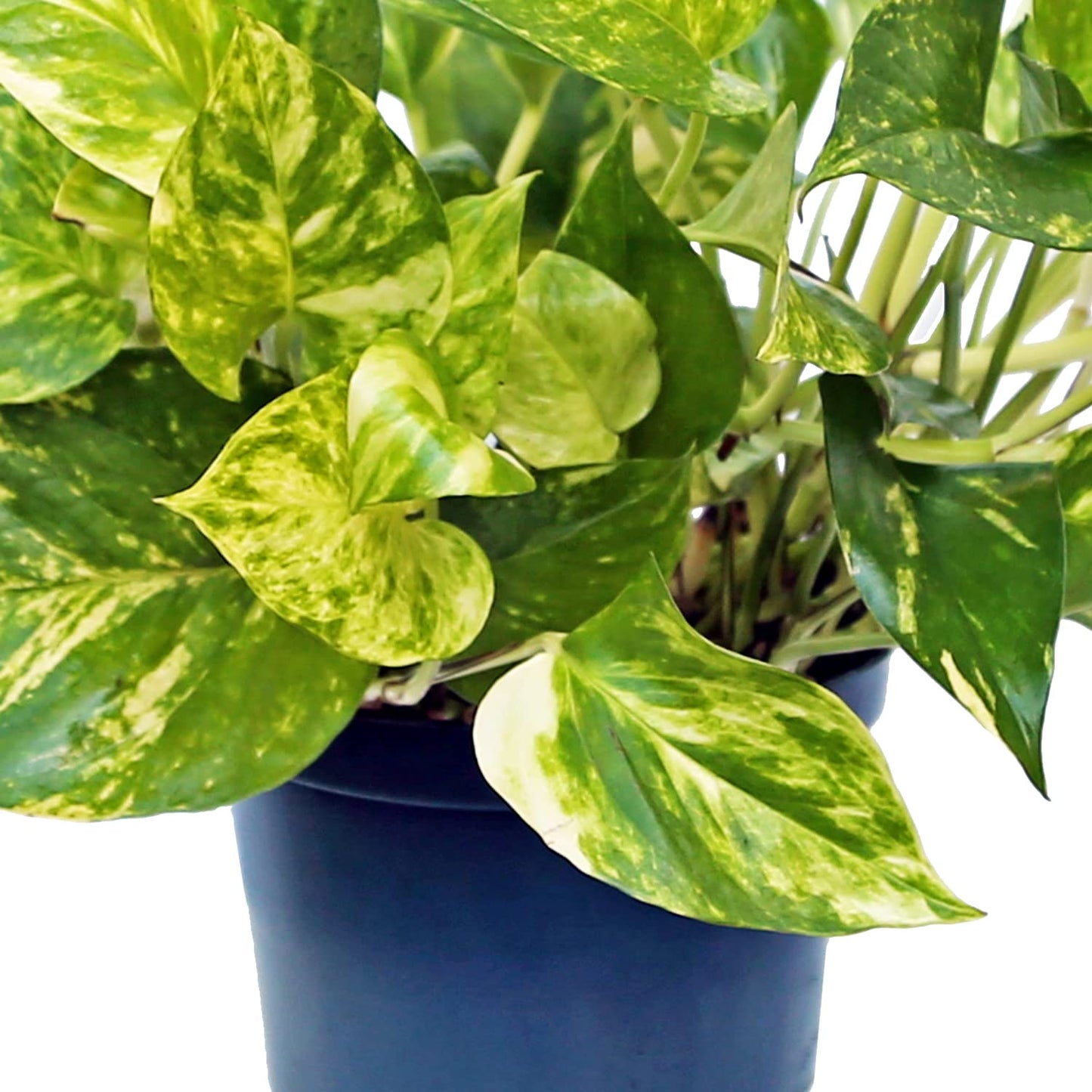 Live Golden Pothos Vine Plant in 6 Inch Pot, Epipremnum Aureum Indoor Houseplant with Trailing Variegated Foliage