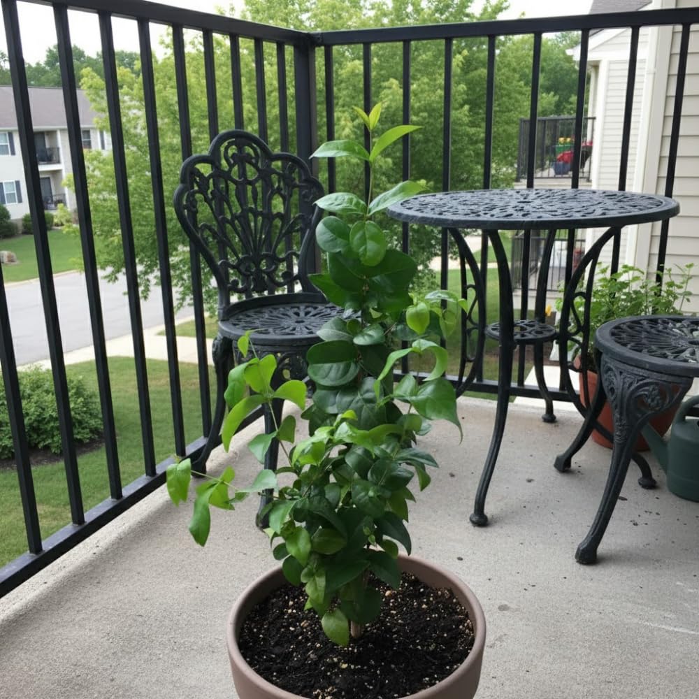 Black Surinam Cherry Plant Live, Cherry Fruit Trees Live Plants, 22-26 Inc Tall, Well - Rooted in 1 Gallon Pot, Edible and Sweet Fruit for Outdoor Garden and Container Growing
