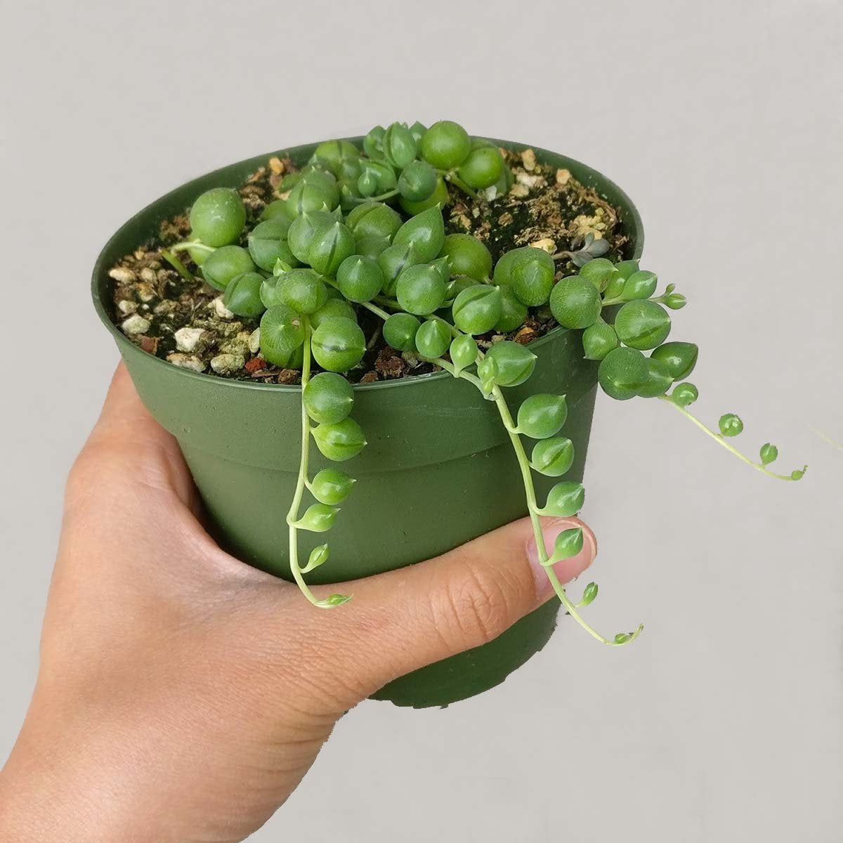 Shop Succulents | Perfect String of Pearl Succulent Plant, Ideal for Hanging Baskets or Trailing Planters, 4" Pot