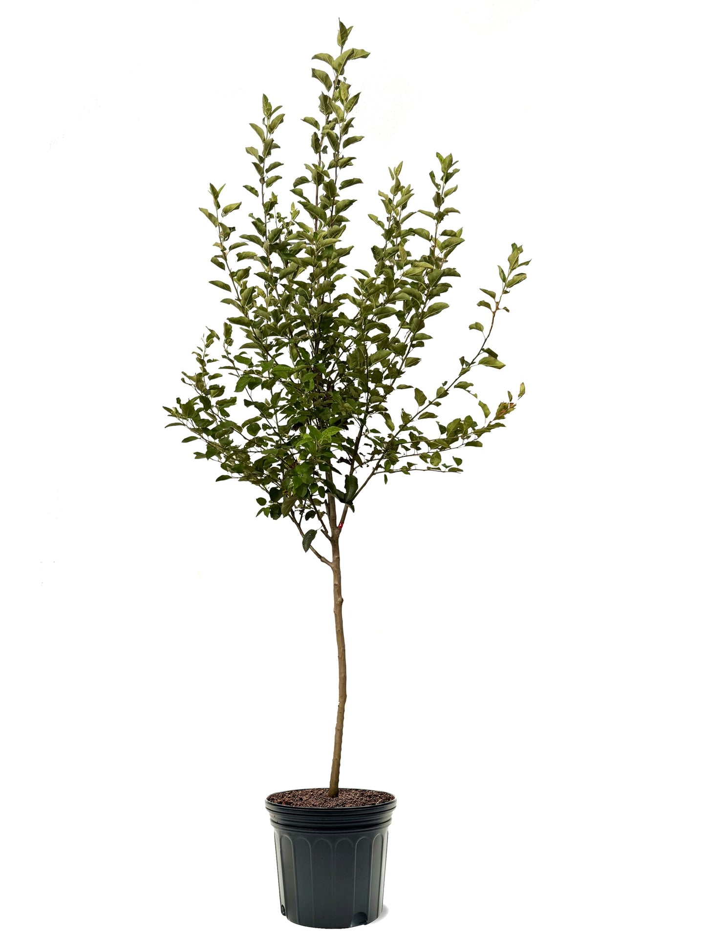 American Plant Exchange Apple Tree 'Gala' – Live Fruit-Bearing Plant, 7-Gallon Pot, Cold-Hardy, Sweet Crisp Red Harvest for Orchards, Backyard Gardens & Edible Landscapes