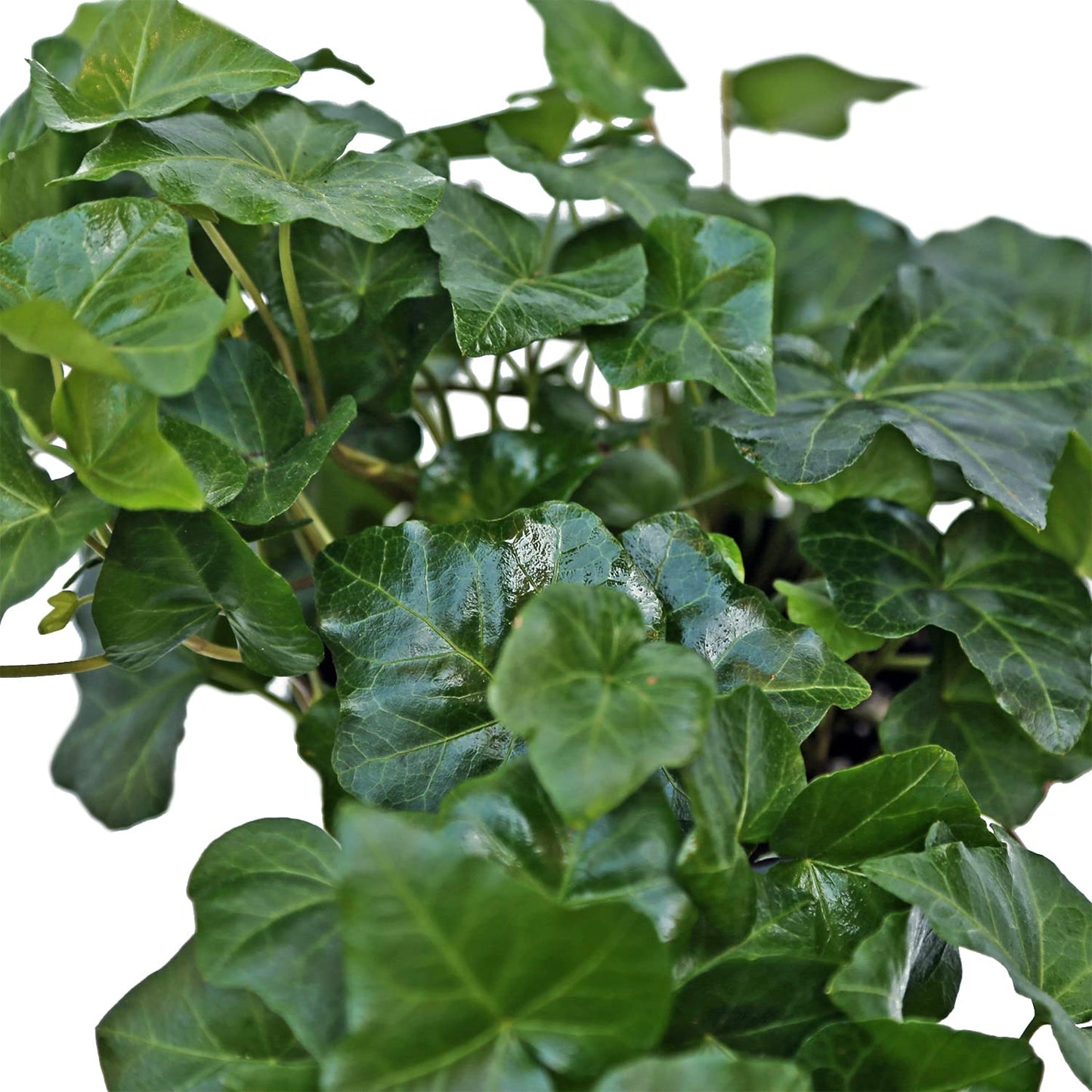 Live Ivy Plant, Hedera Helix, English Ivy, Trailing Indoor Plant, Housewarming Gift, Plant Lover Gift, Live Home Decor, Father's Day Gift Plant in 6" Pot