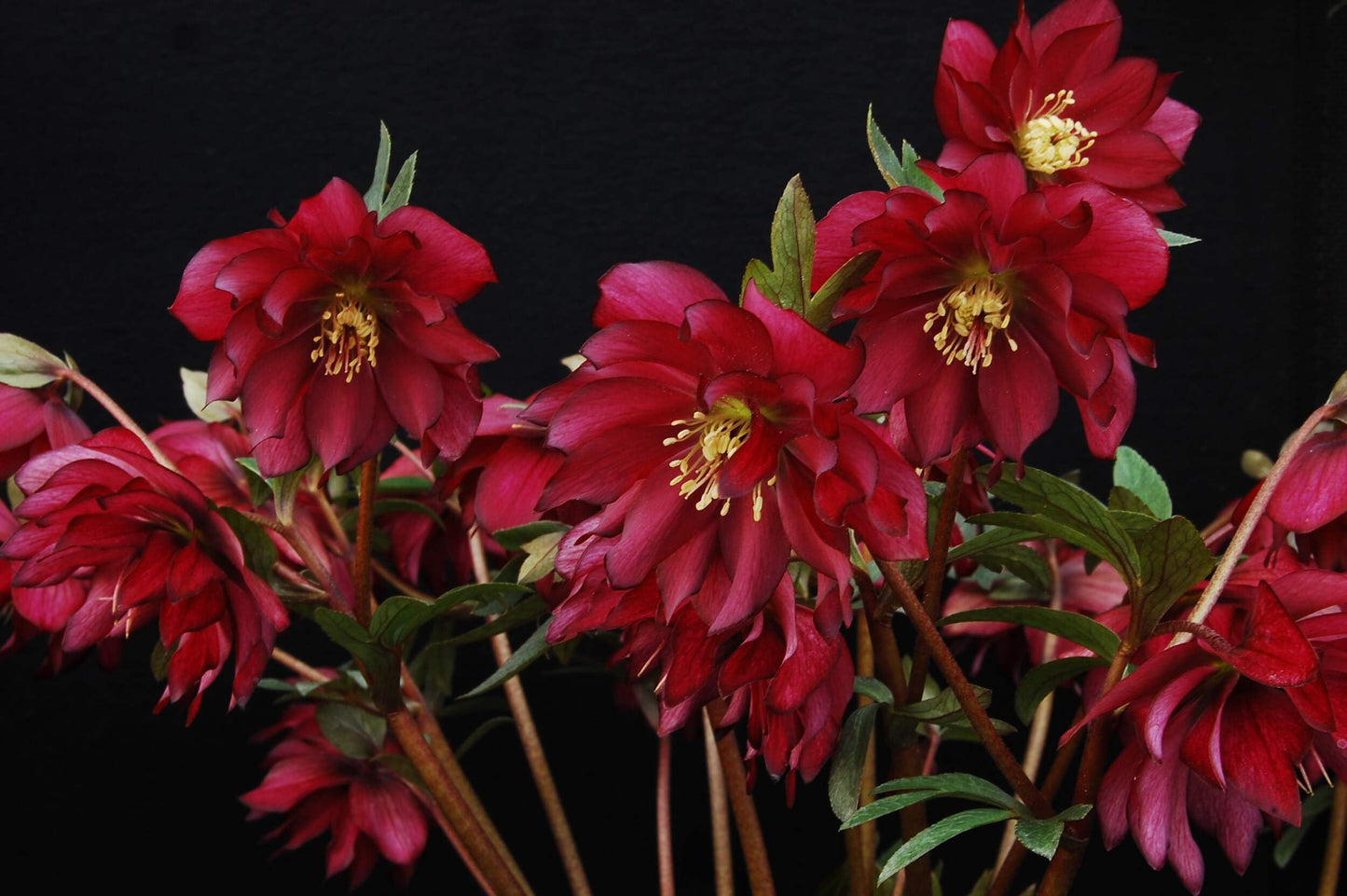 Perennial Farm Helleborus Winter Jewels ‘Red Sapphire’ – Live Lenten Rose in 1 Quart, Deep Red Blooms, Early Spring Color, Shade Loving, Deer Resistant, Ideal for Borders & Woodland Gardens