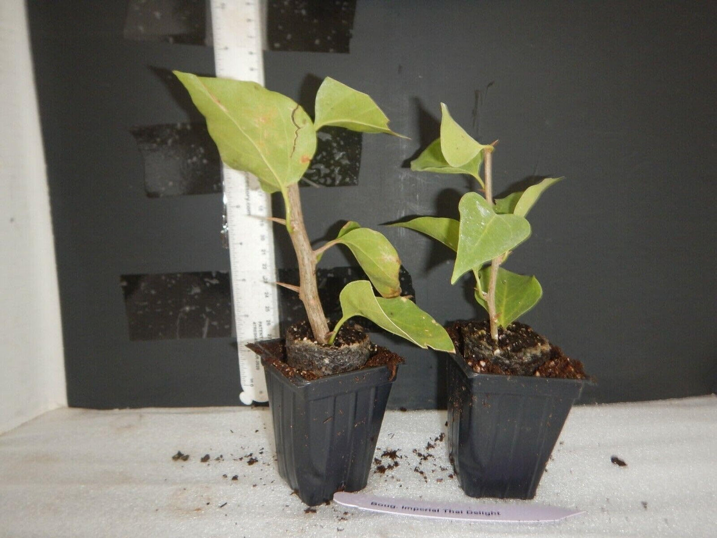 Live Plant - Mauna Kea Bougainvillea Small Well Rooted Starter Plant