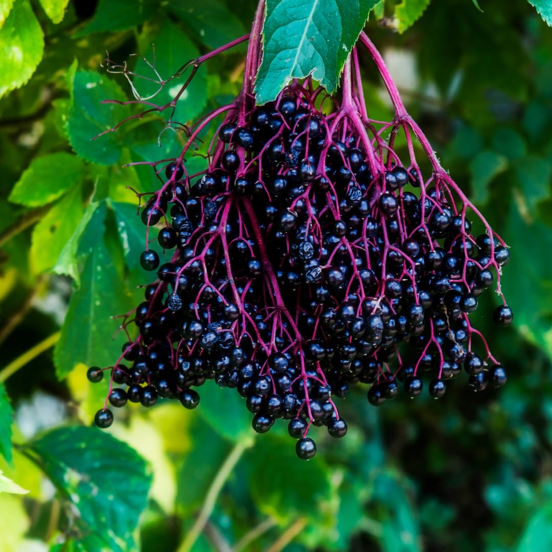 Set of 5 Elderberry Plants Live, Elderberry Cuttings, Sweet Fruit, 6-10 Inch Tall for Growing