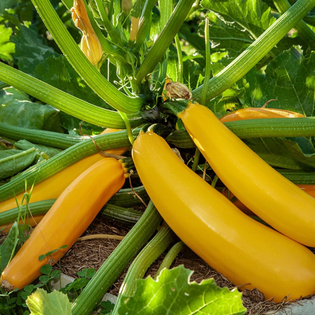 Set 4 Zucchini Plants Seedlings, 4 to 6 Inches Tall, Live Yellow Squash Zucchini Plants for Planting