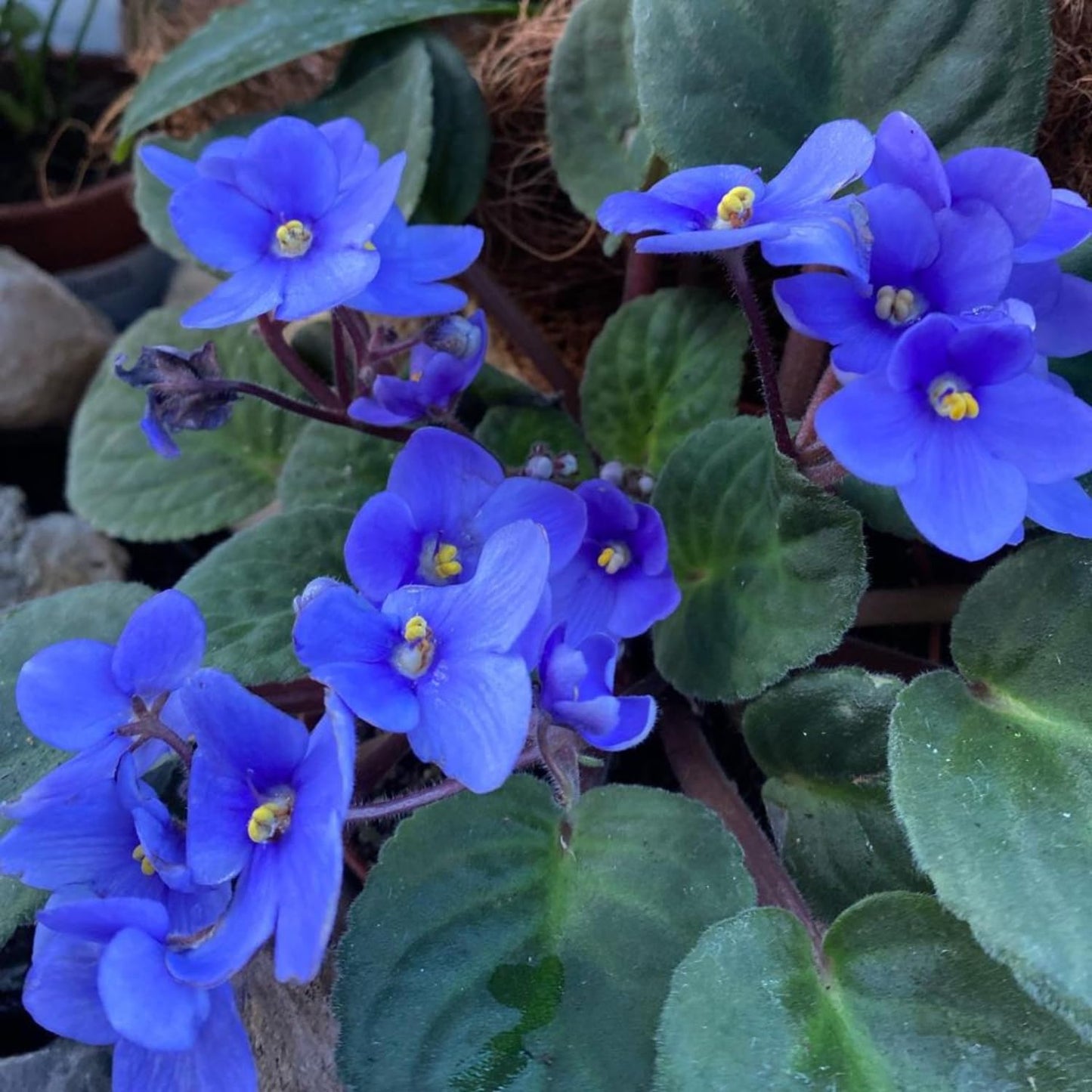 African Violets Live Plant in 4 Inch Pot, Blue Blooms, Perennial Flower Houseplant African Violet Plant for Indoors Outdoor Garden