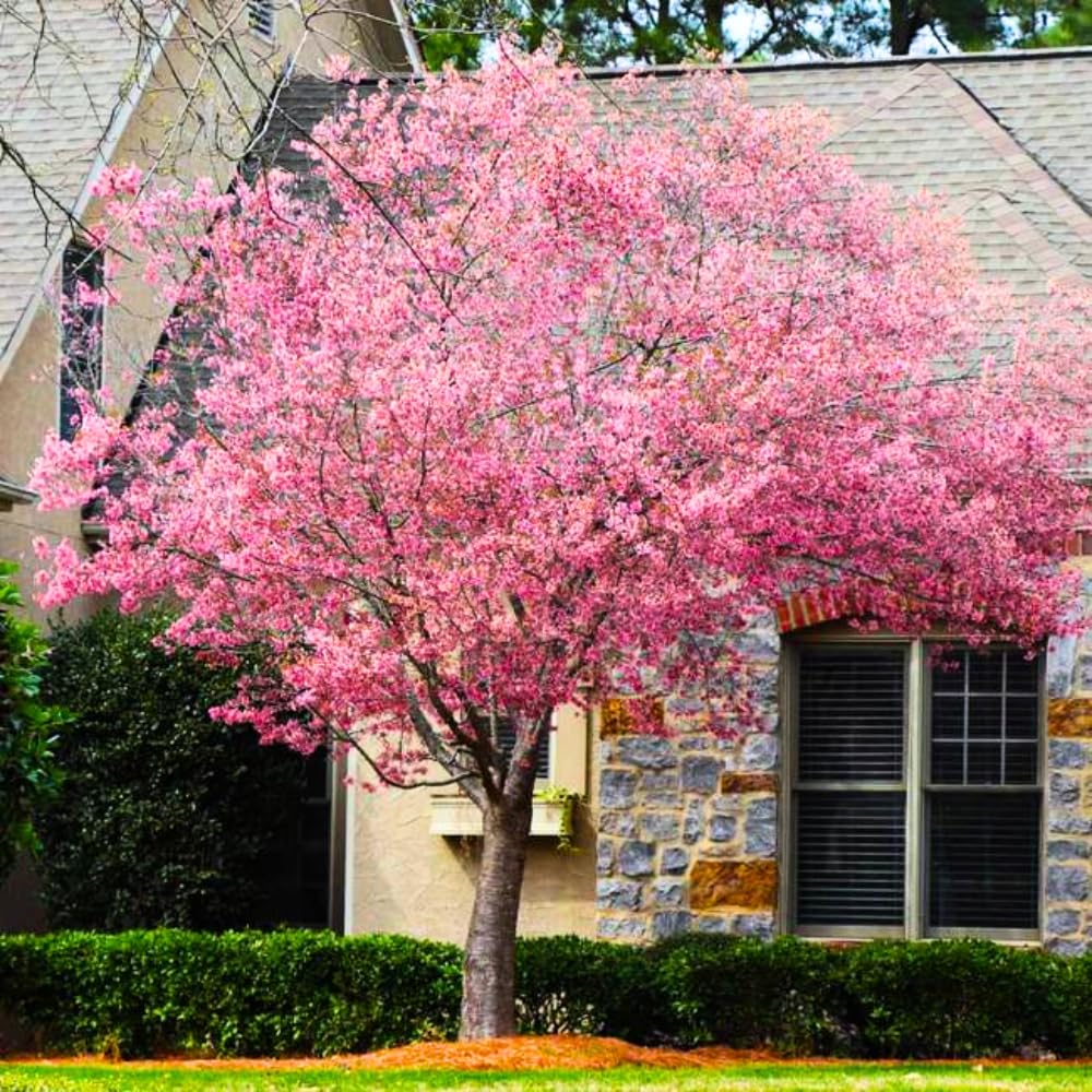 Cherry Blossom Tree Live Plant, 8-12" Tall, Ornamental Cherry Blossom Flowers for Outdoor Planting, No Ship to CA, in Pot (Dark Pink Cherry)