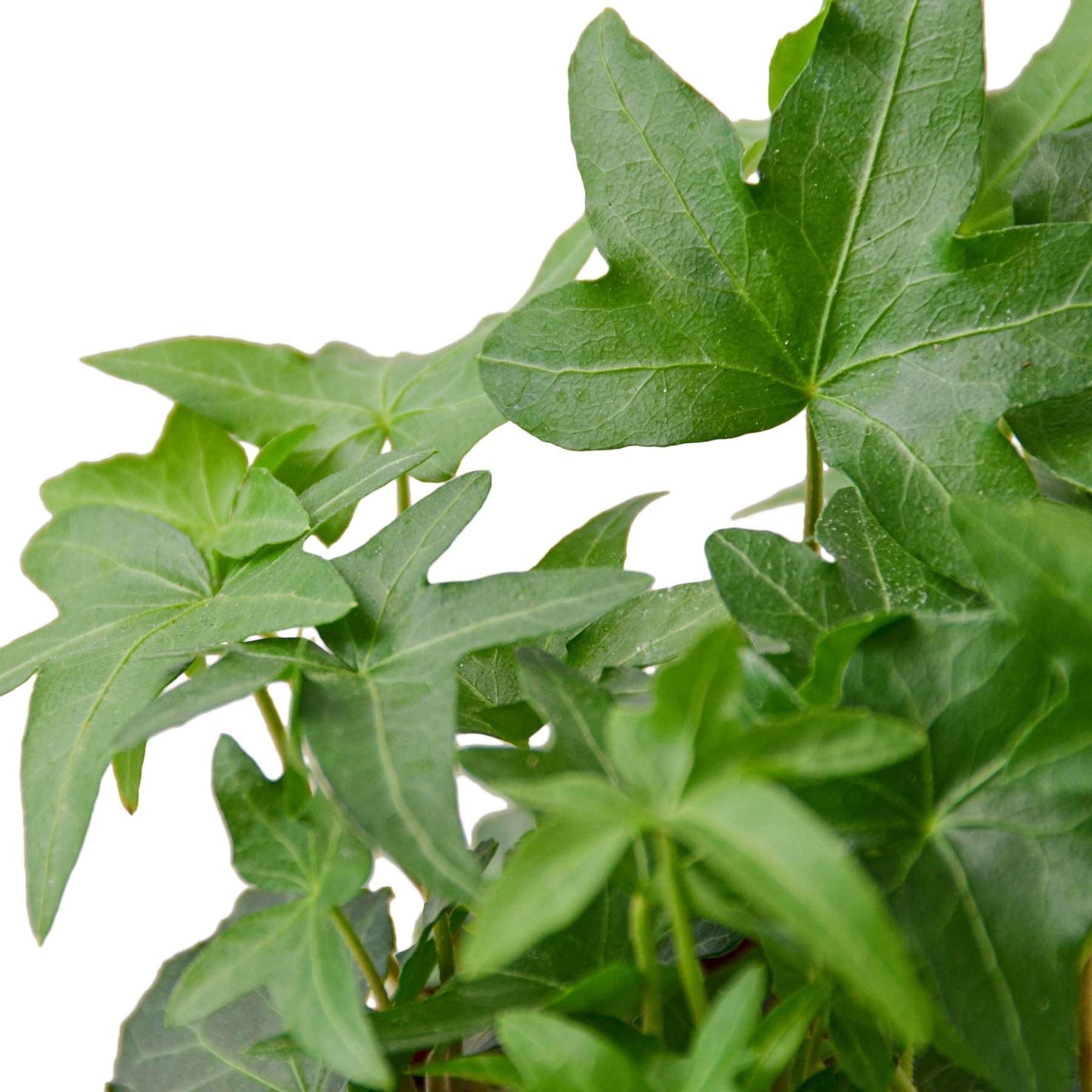 English Ivy Green Live Plant for Indoor | Different Houseplants in 4'' & 6'' Pot | Real House Plant for Living Room, Office, Desk & Bathroom | Hedera Helix Green California