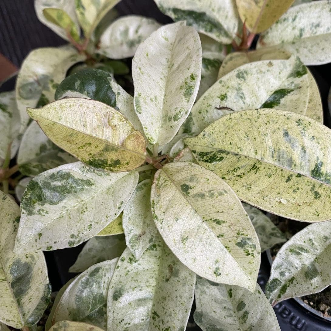 RedCrocus - RedCrocus Moonshine Ficus - Variegated Indoor Plant with Chartreuse Foliage, Bushy & Compact, Perfect for Decor & Floral Arrangements, Pet Warning, Indoor Use 6" Pot
