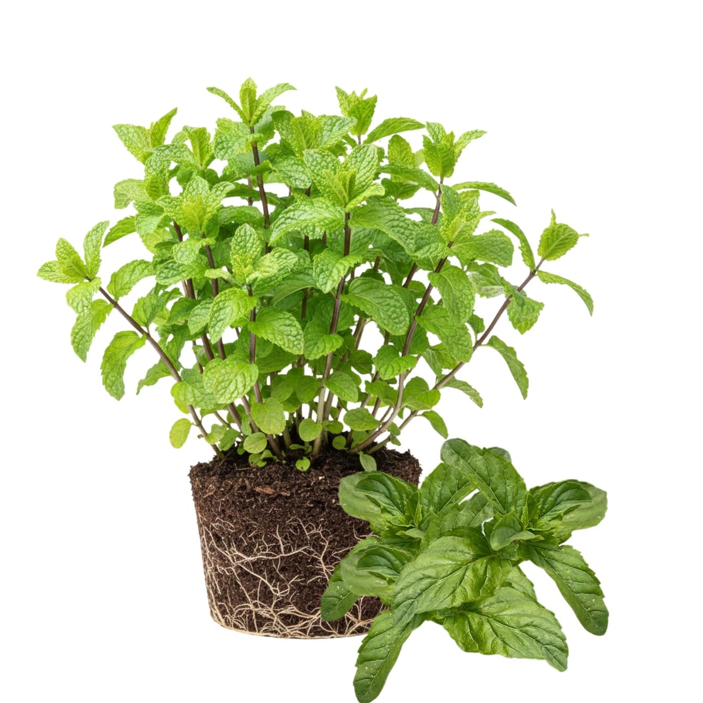 6 Mojito Mint Live Herb Plants, 3–6 Inches Tall, Fragrant Mint Plants for Indoor Outdoor Garden, Patio, and Culinary Growing