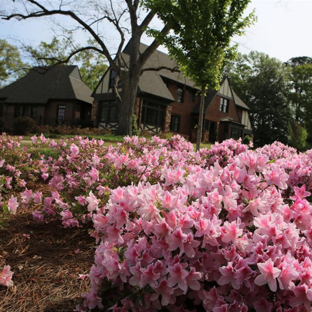 Live Dogwood Bicolor Azalea Plant, Cold Hardy Azalea Plant, Reblooming Flowering Azalea Shrub, Rhododendron Like, Azalea Bush for Outdoor Gardening