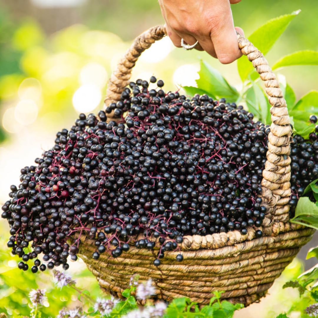 Hardy Black American Elderberry Bushs Live Plants, 1-2 Feet Sweet Elderberry Plants Fruit Trees for Outdoor Planting