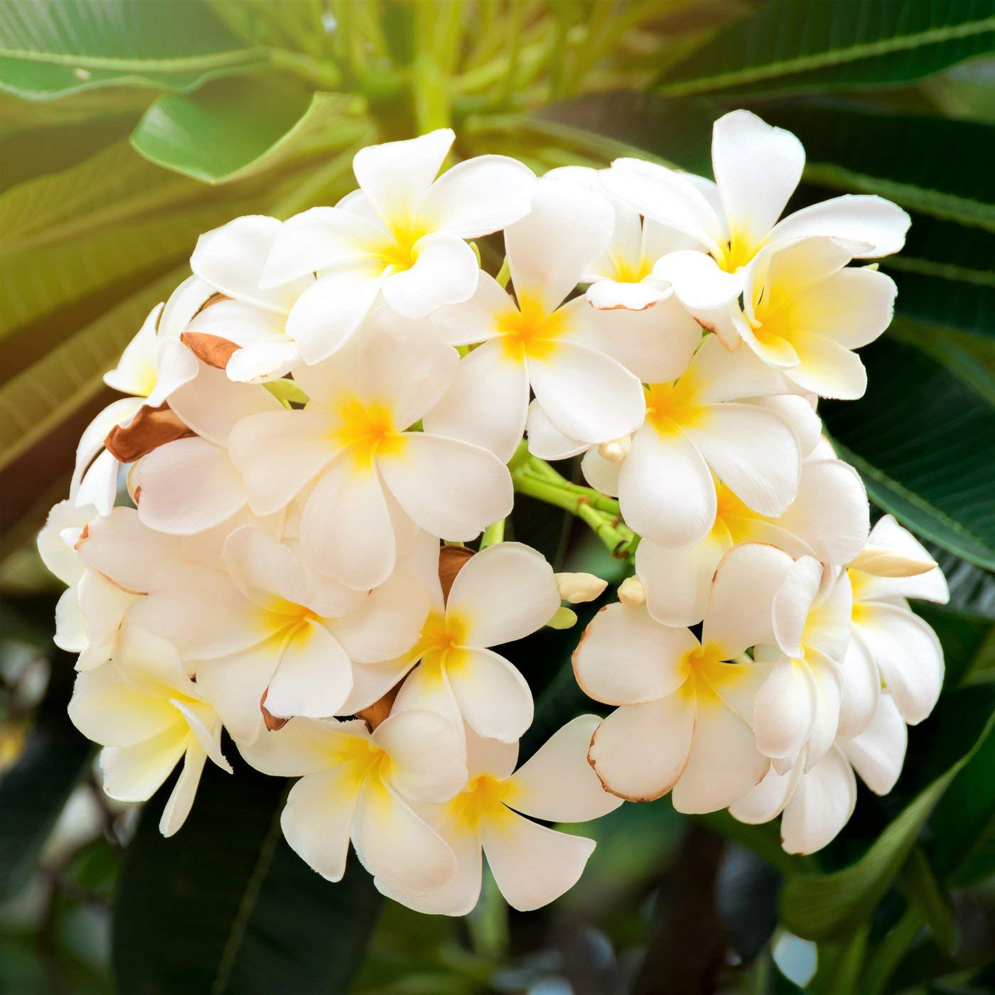 White Plumeria Live Plant - Easy Care Tropical Houseplant with Fragrant Flowers, Hawaiian Indoor Outdoor Plant Cutting for Home Garden