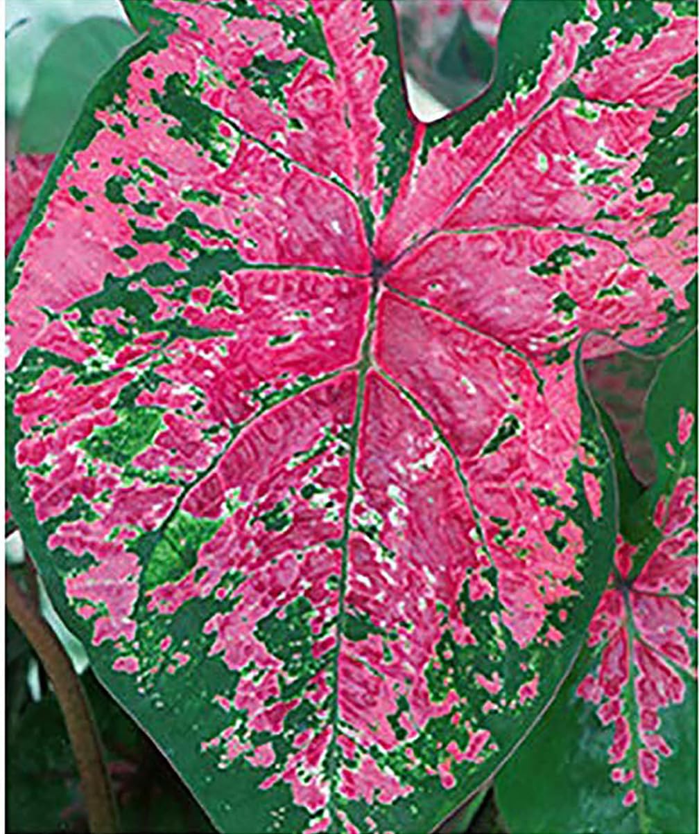 Fire Chief Caladium Bulbs - Large Size Root - Vibrant Red Foliage - Hardy in Zones 9-11 - Perfect for Shade Gardens and Containers