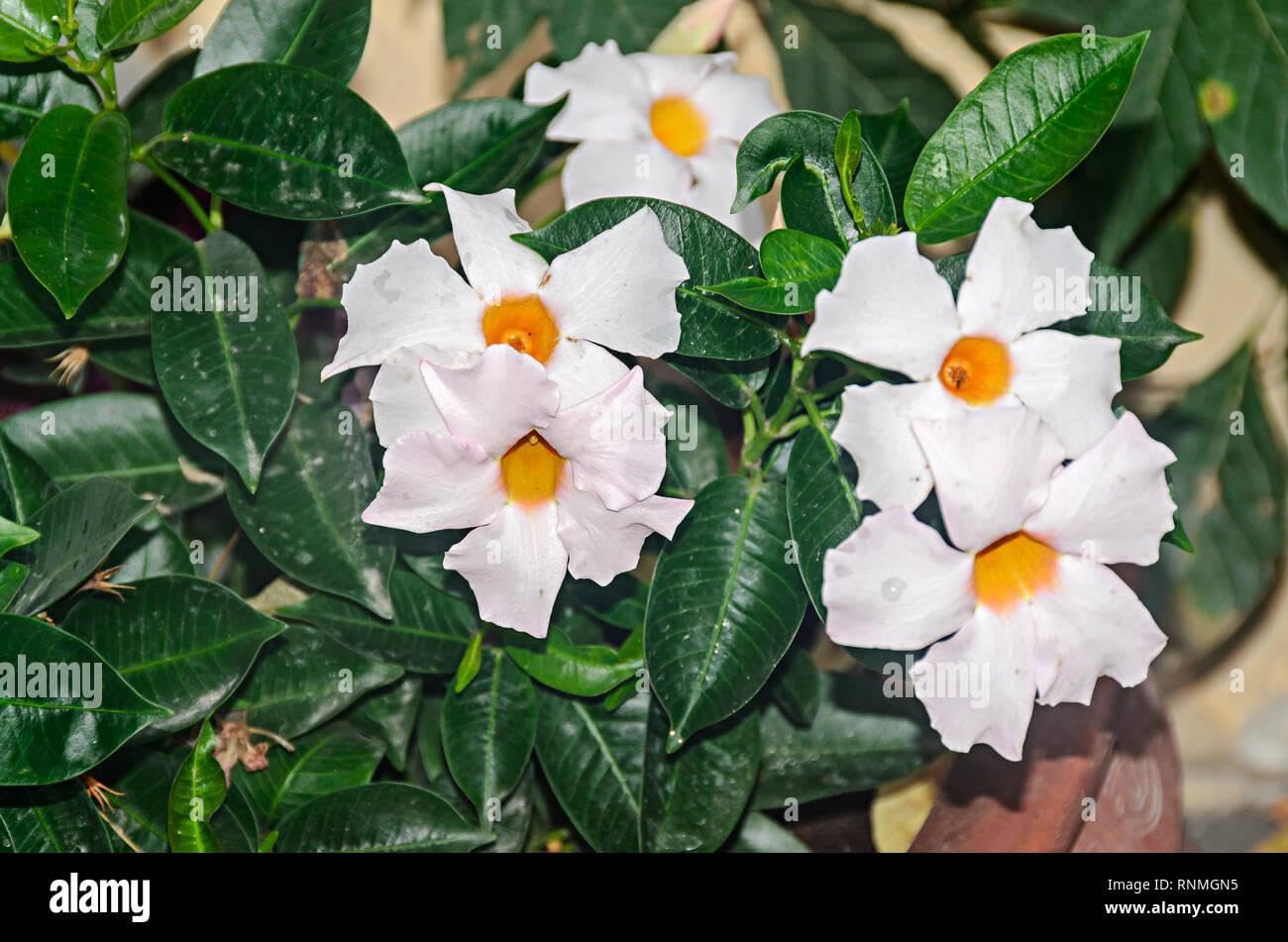 RedCrocus - White Dipladenia | Bushy & Compact | Evergreen, Blooms Late Spring to Fall | Pet-Toxic, Easy Care | Garden, Patio, Container Plant | RedCrocus 10" Pot