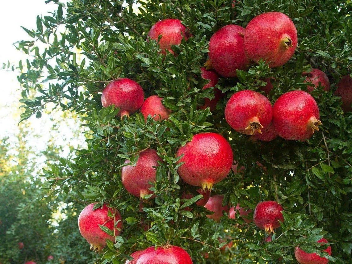 2 Wonderful Pomegranate Live Starter Plants - Self-Pollinating Punica Granatum Fruit Tree for Warm Climates