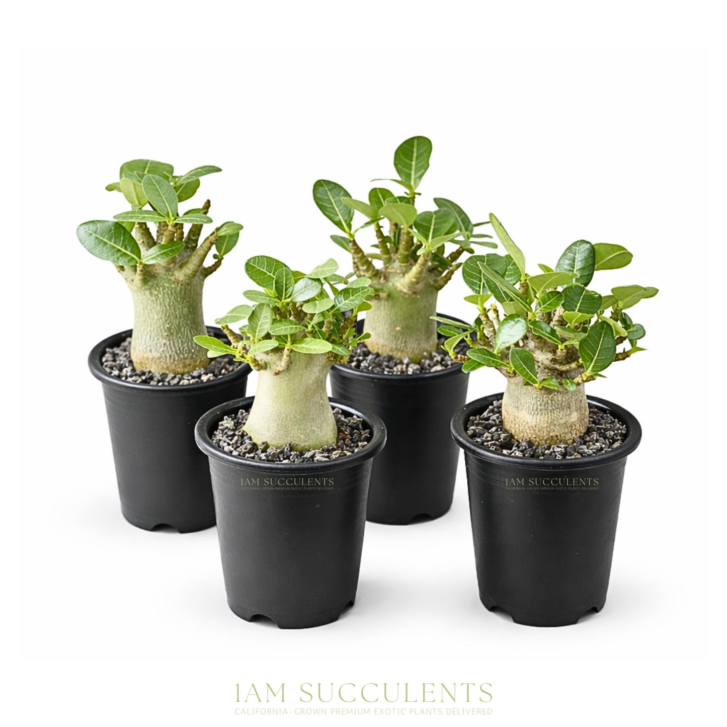 Rare Adenium Arabicum Godji Live Plant – Desert Rose Succulent – Thick Caudex Bonsai Plant – Drought Tolerant Exotic Houseplant