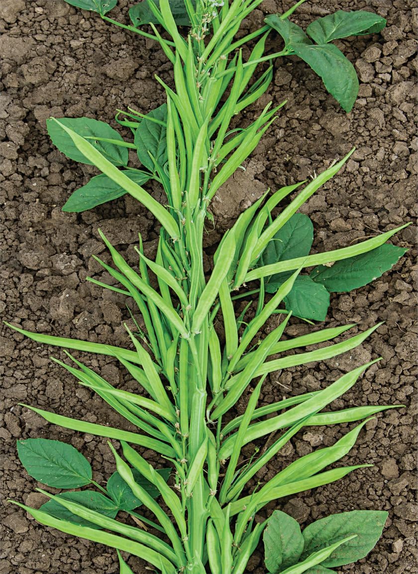 100+ Pcs Indian Cluster Bean Seeds, Non-GMO Vegetable Seeds for Planting, High Germination Guar Seeds for Home Garden, Backyard, Outdoor Grow Bags or Pots