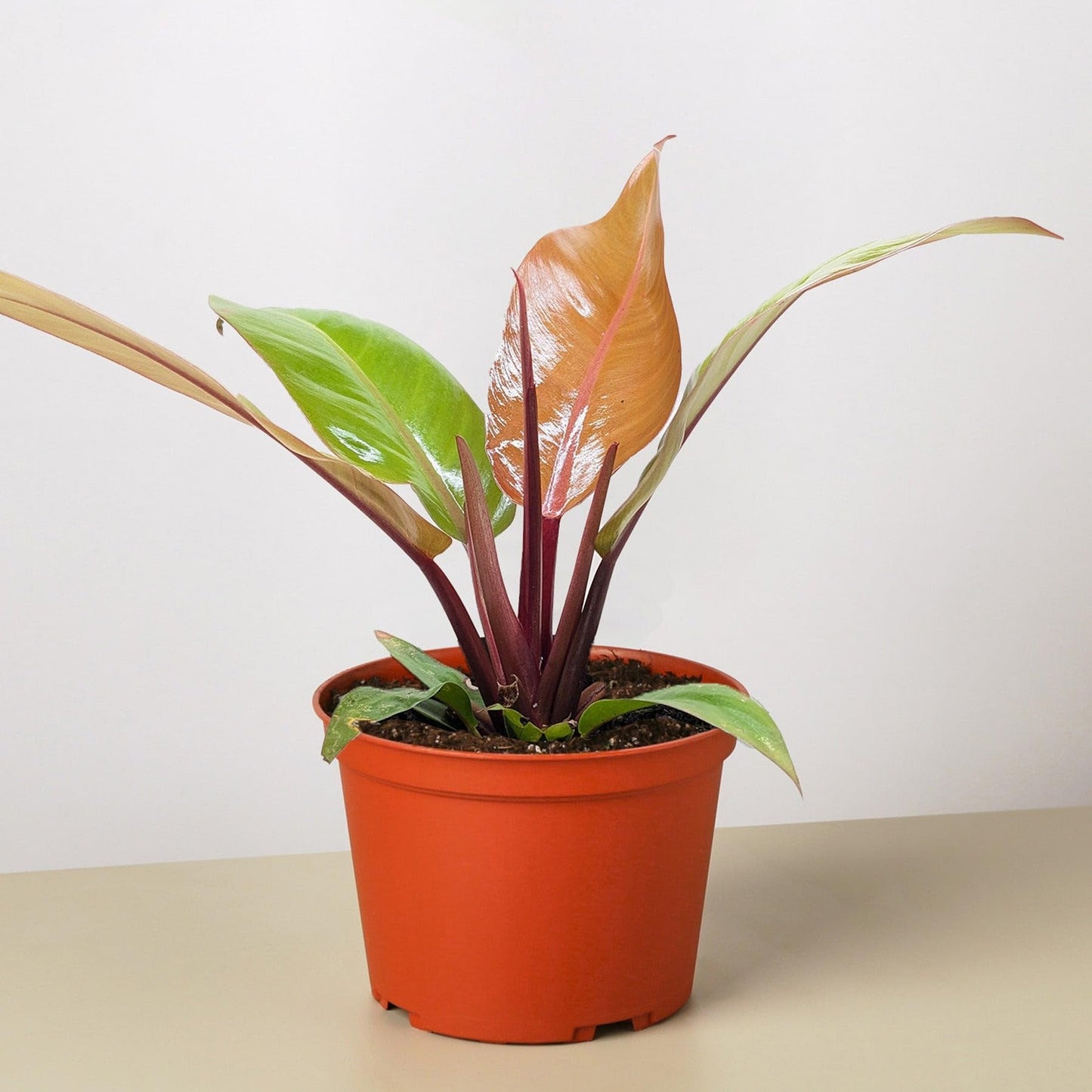Philodendron 'Prince of Orange' | Live Plant for Indoor & Outdoor | for Living Room, Office, Bathroom | (6" Pot)