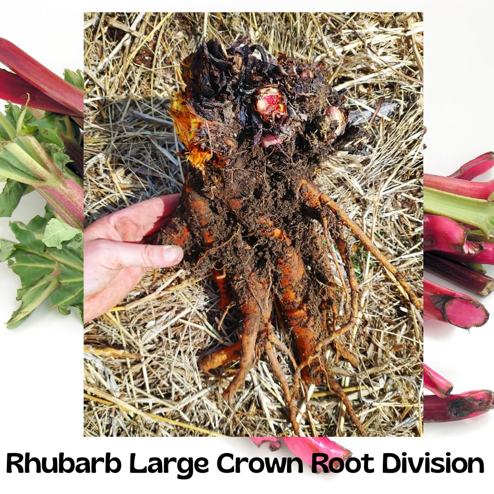 5 L Size Rhubarb Plants for Planting, Fast-Growing Rhubarb Crowns Root Division Plant, High Yield, Rich Flavor, Red Stalks