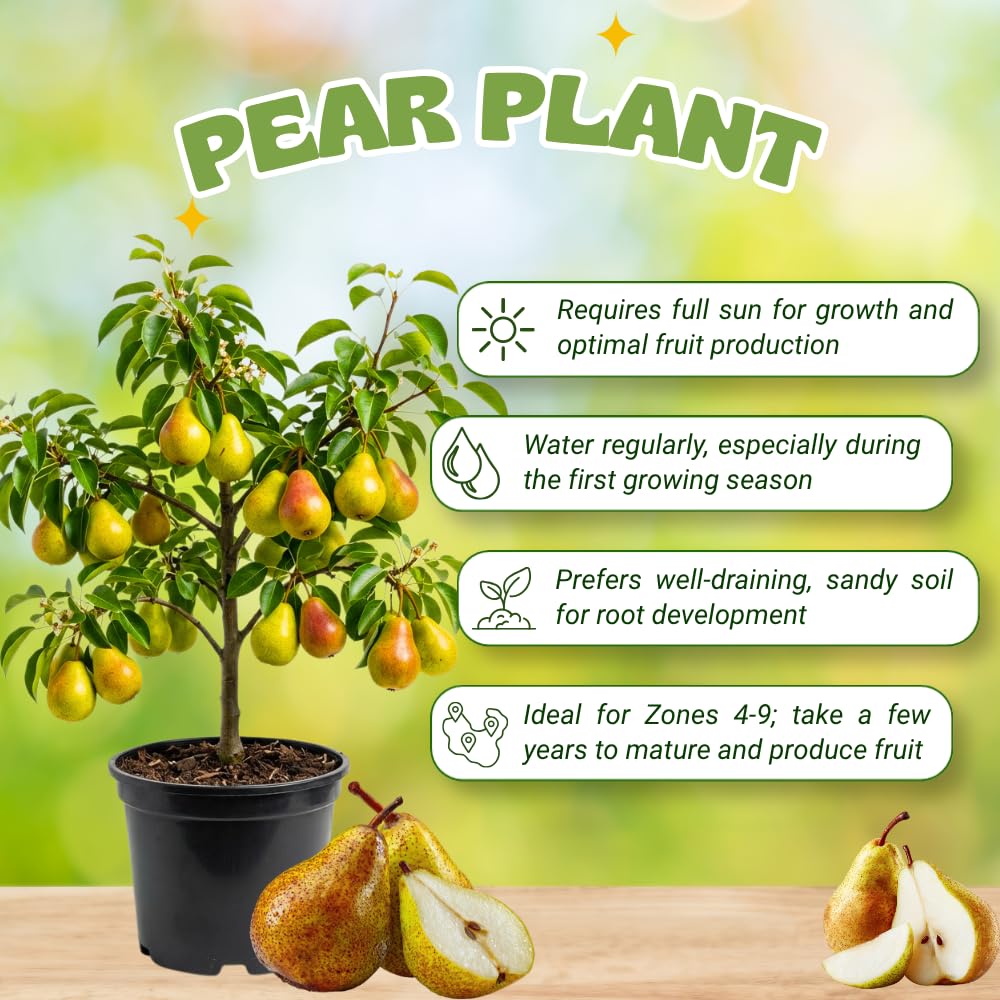 Pear Tree Live Plant, Pear Plant Live, 8-12 Inc Tall, Sweet Fruit Tree for Patio or Indoor, Outdoor Garden