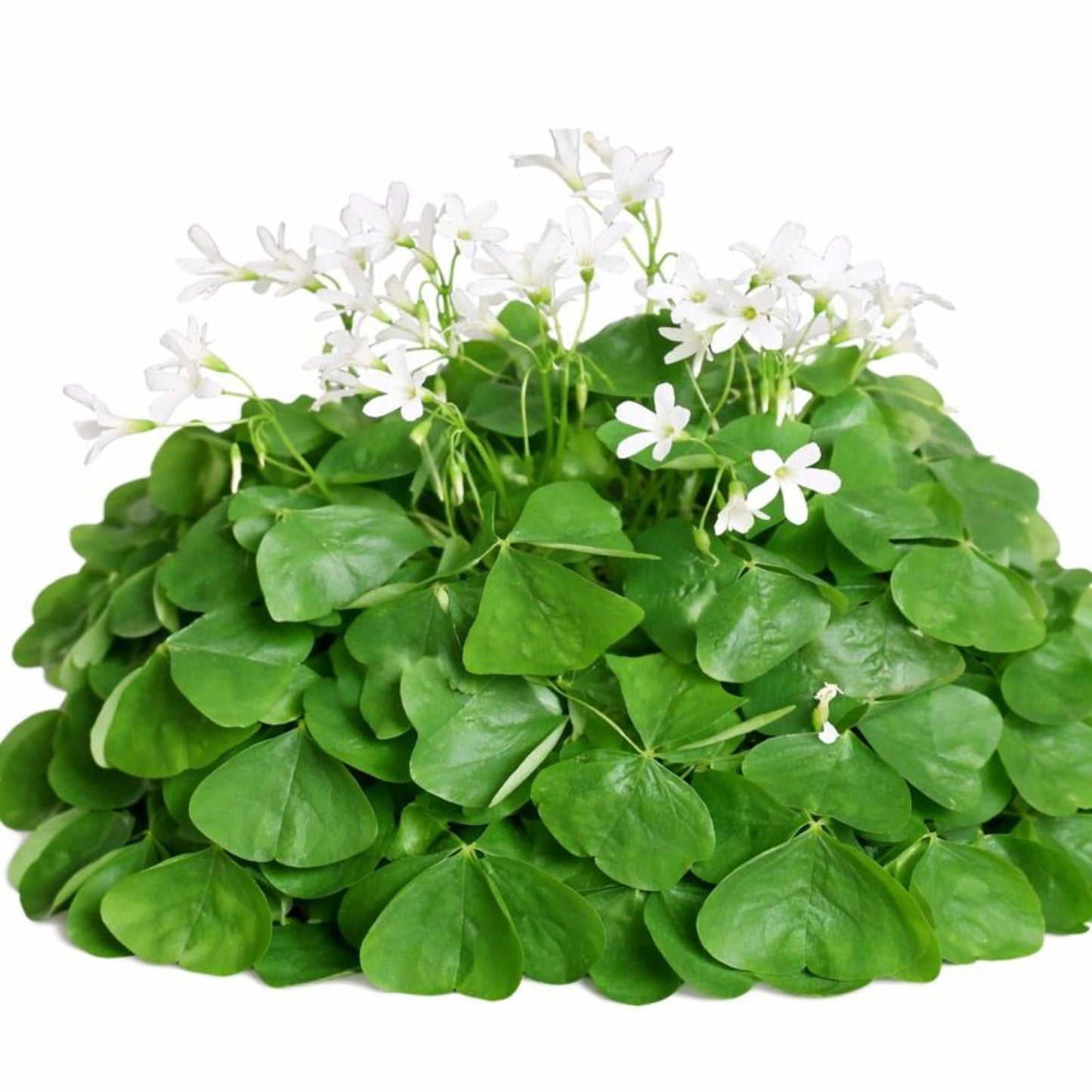 Easy to Grow Oxalis Regnellii Lucky Shamrocks Pack of 20 Plant Bulbs - Green Foliage with White Flowers Spring to Summer, Indoor Outdoor Low Maintenance