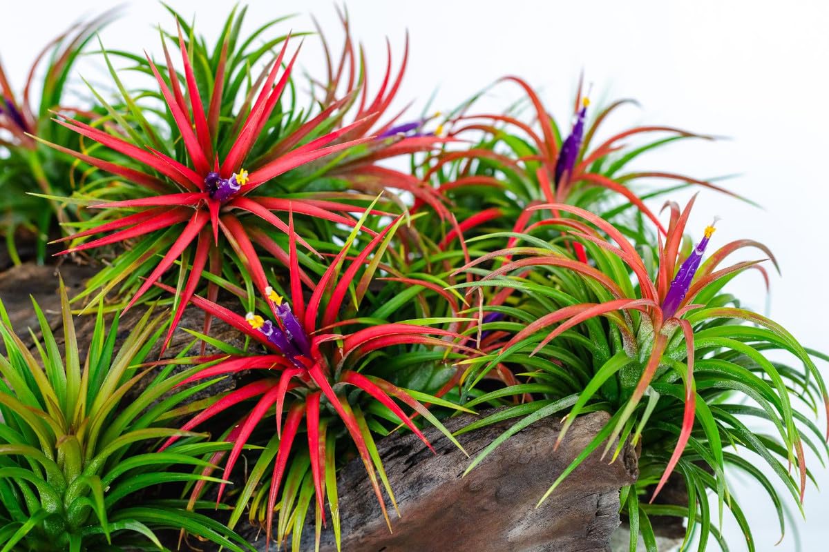 9 Red Tillandsia Air Plants Live House Plant, 9 Plants, Air Plants for Garden, Tillandsia Plants Live, Sucullent Plants Live