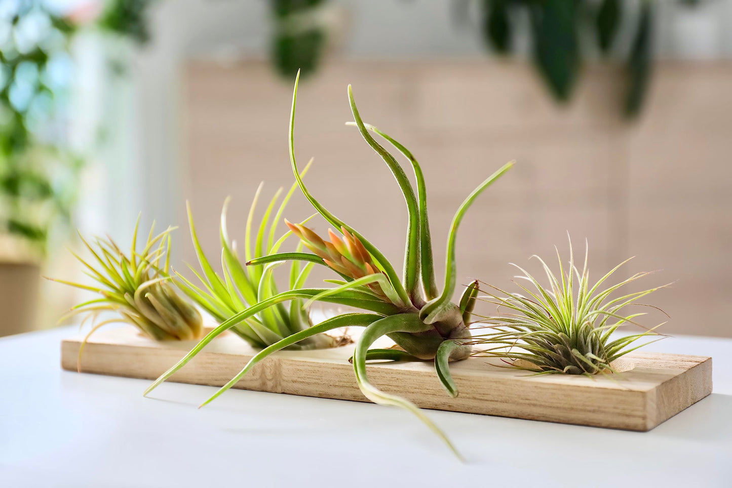 Air Plant Low Light House Plants Box (5PK) Tillandsia Air Plants Live Houseplants Live Indoor Plants Live Succulents Plants Live Terrarium Plants Live, Air Plant Holder Airplant Kit by Plants for Pets