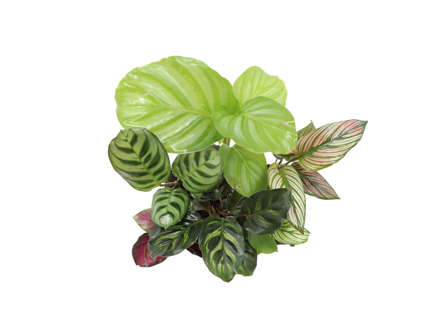 Calathea Classics 4-Pack Starter (Prayer Plants) by California Tropicals