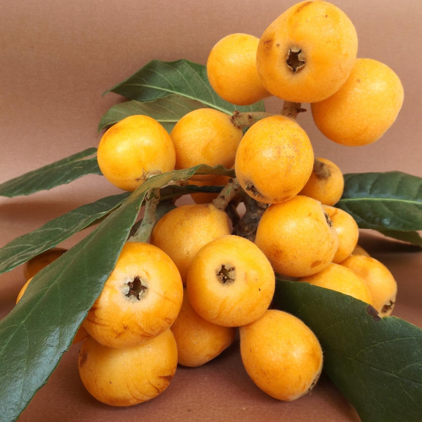 Loquat Fruit Tree Plant Live, Well-Rooted Plant for Garden, 10-14 Inches Tall, Half Gallon Pot