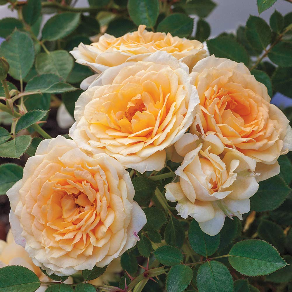 Heirloom Roses Rose Plant - Edith's Darling™ Fragrant Rose Bush, Shrub Live Plant for Planting Outdoors