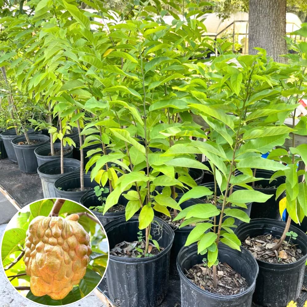 2-3' Tall Yellow Sugar Apple Tree Live Plant, Tropical Annona Squamosa Custard Sugar Apple Fruit Plant, in 3 Gallon Pot, No Ship to CA
