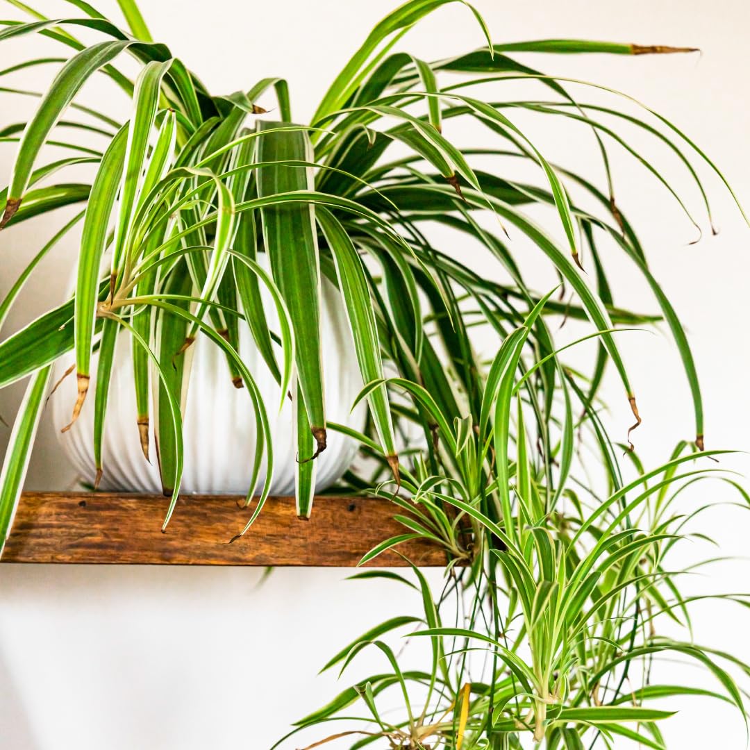 Curly Spider Plant Live, Variegated Houseplant in 4 Inch Pot, Ready to Grow Indoors or Outdoors