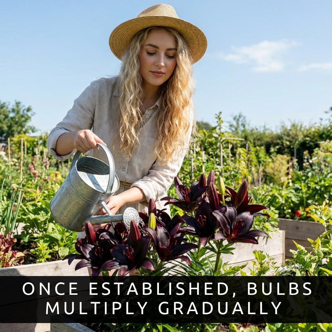 Blackstone Lily Bulbs for Planting – Deep Burgundy Black Asiatic Lily Flowers – Hardy Perennial Summer Blooms – Dramatic Garden Accent (5 Bulbs)
