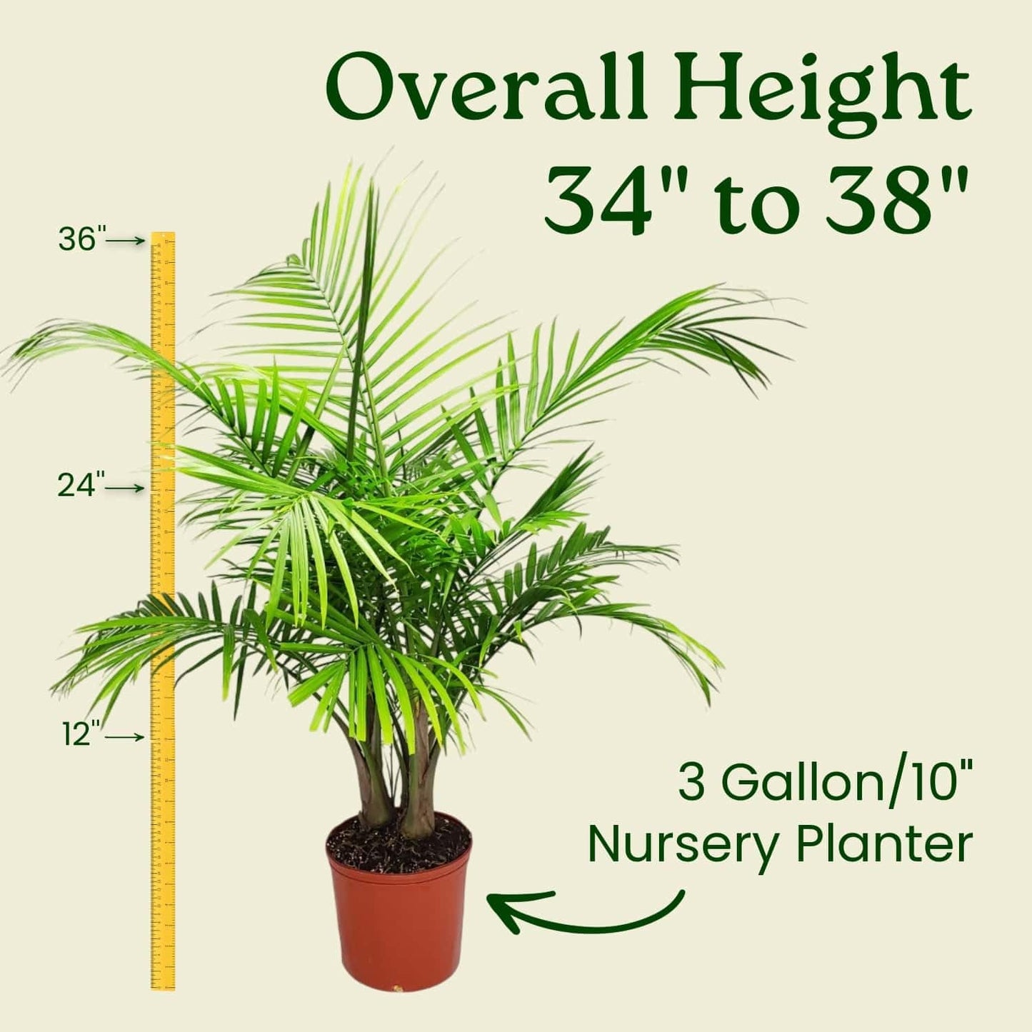 Majesty Palm - Live Palm Tree Plant - Tropical Plants of Florida - Overall Height 34" to 38" (Plant in Growers Pot)