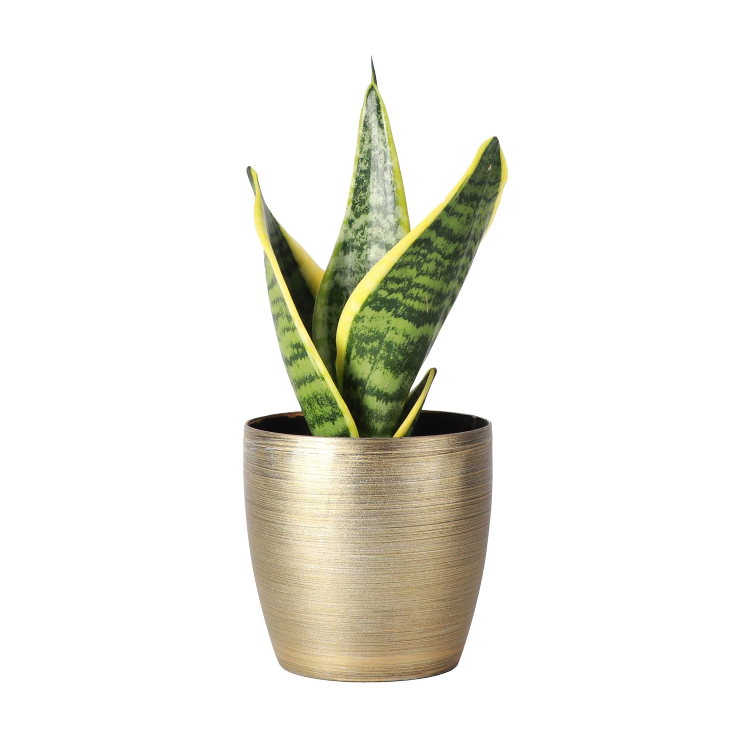 Thorsen's Greenhouse Variegated Snake Plant, Dracaena Trifasciata, Sansevieria, Mother-in-Law Tongue, Low Light, Easy to Grow, Live Indoor Plant, 4" Diameter Pot (Gold)
