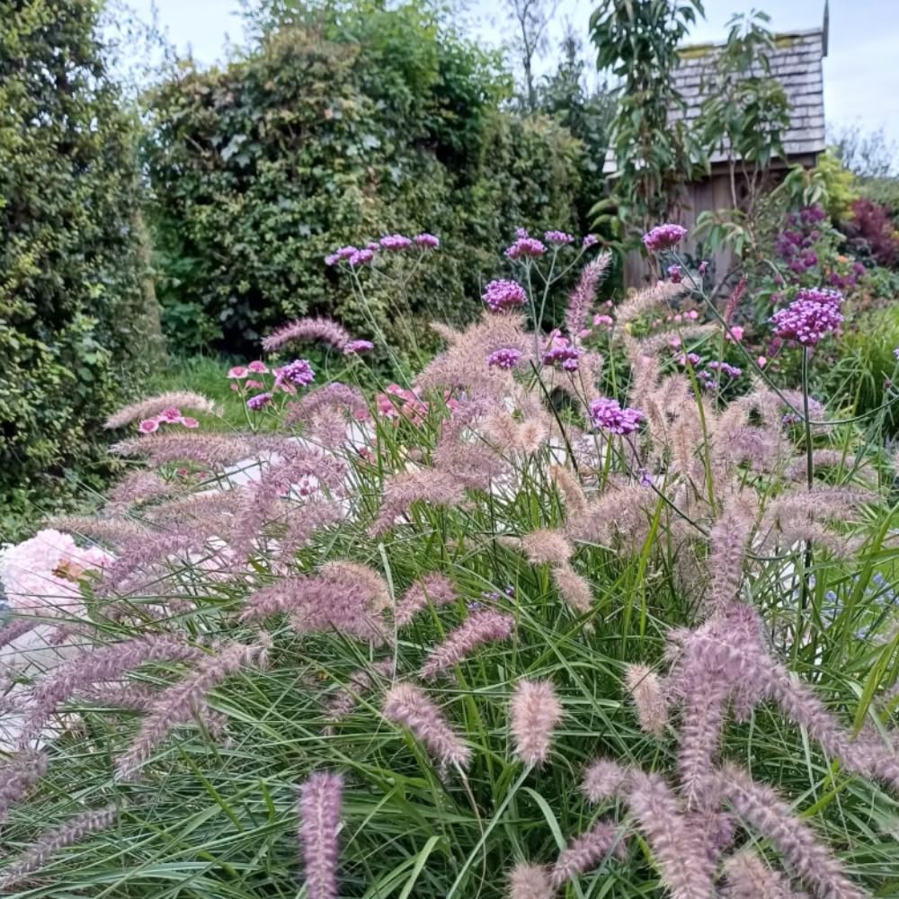 Set 3 Fountain Grass Plants Live Clumps for Planting Your Garden, 4-8 Inch Tall, Ornamental Grasses Live Plants Perennial (Rose Fountain Grass)
