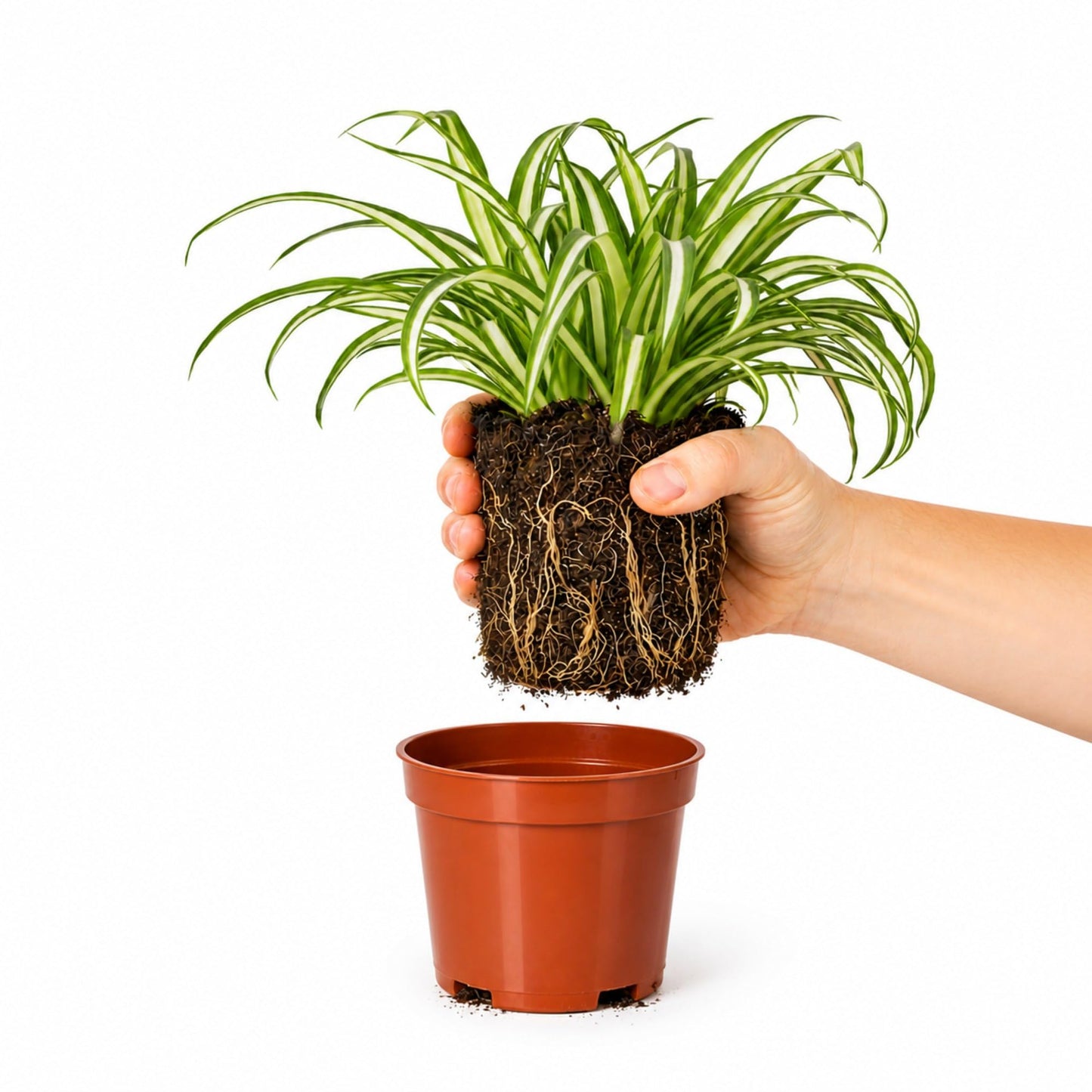 Easy to Grow Spider Plant Variegated 1 Full Size Potted Plant - Large Established Houseplant in 4" Quart Pot - Indoor Outdoor, Low Maintenance, Air-Purifying (Not Starter Plug)