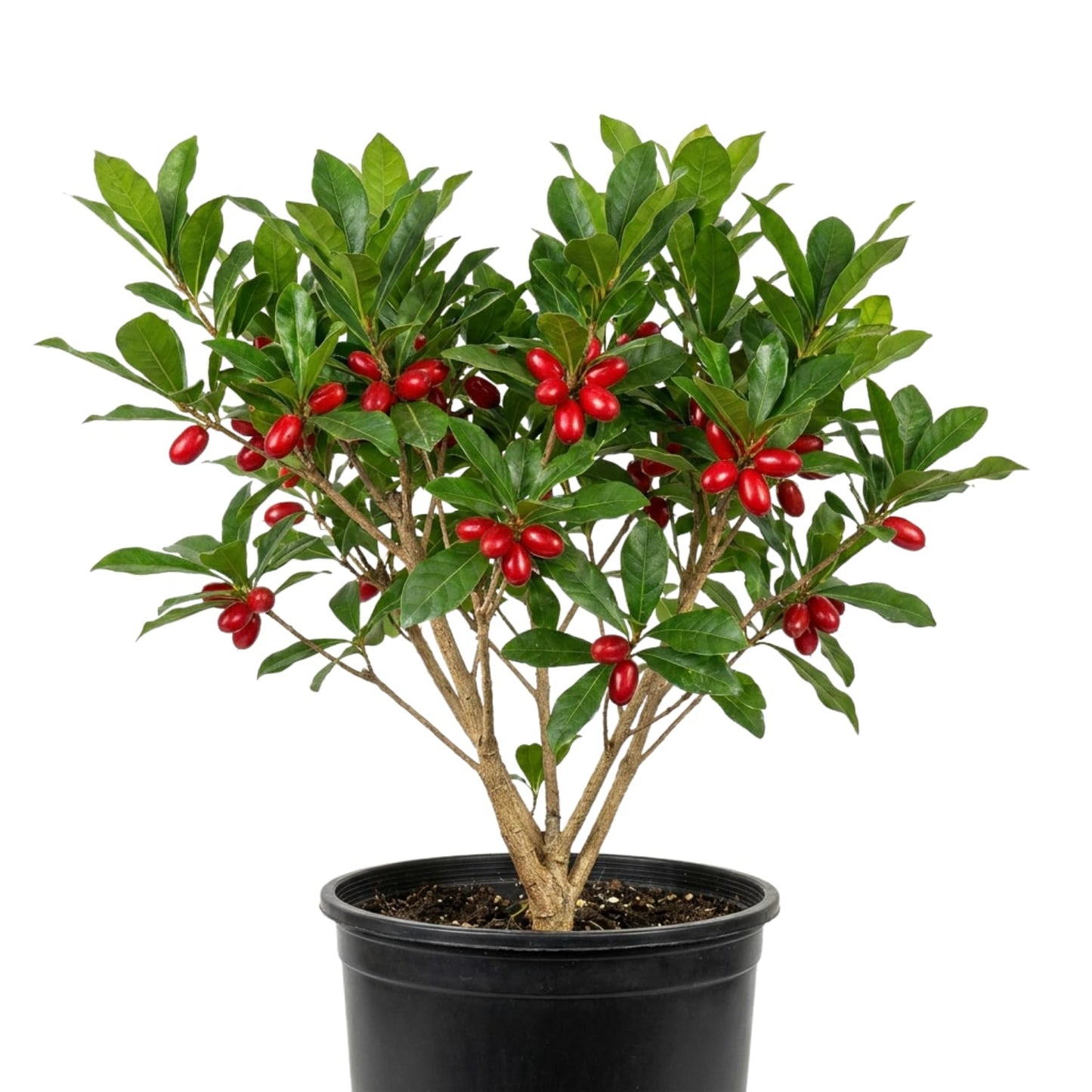 Miracle Fruit Tree for Planting, Miracle Fruit Live Plant in Gallon Pot, 1-2 Feet Height, Berry Plant for Garden, No Ship to CA
