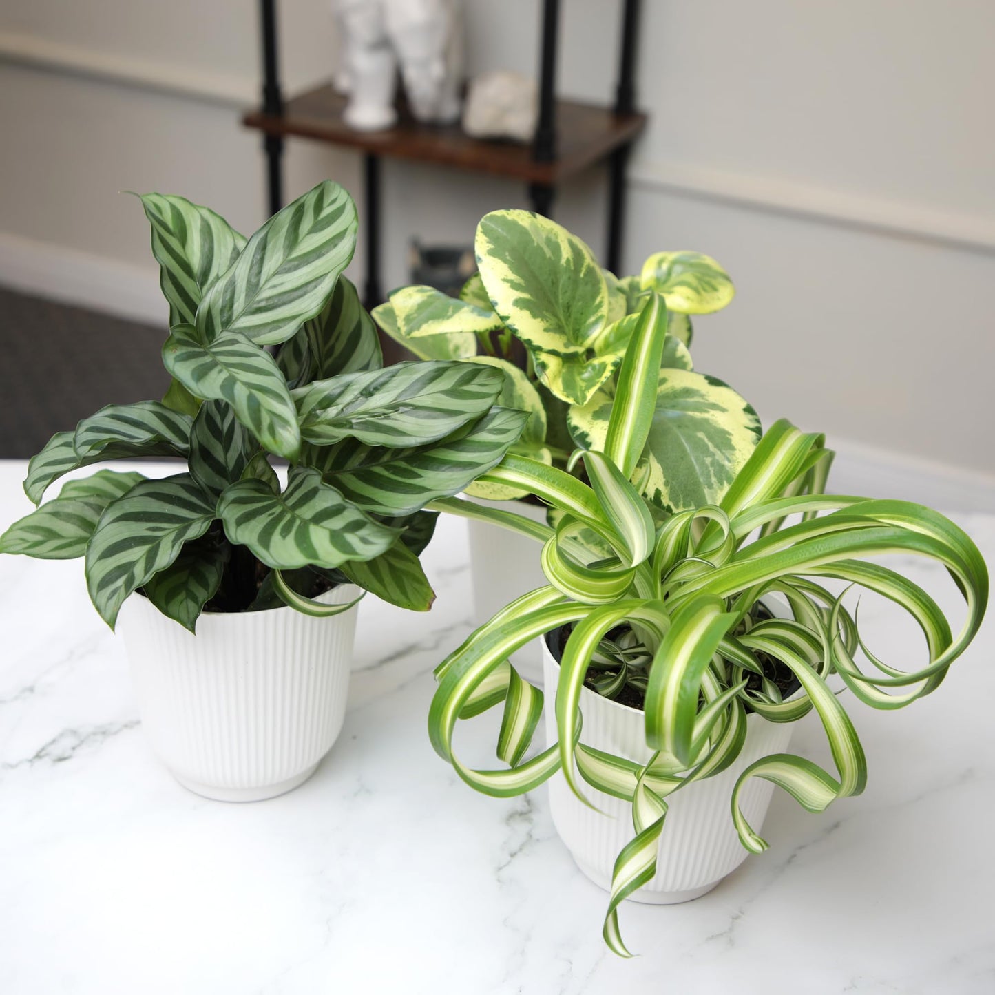 Pet Friendly House Plant Decor 3-Pack, Dog & Cat Safe Plants in 4" White Pots for Home & Office, Grower's Choice Live Houseplants, Approx. 9" Tall, Peperomia, Calathea & More by Plants for Pets