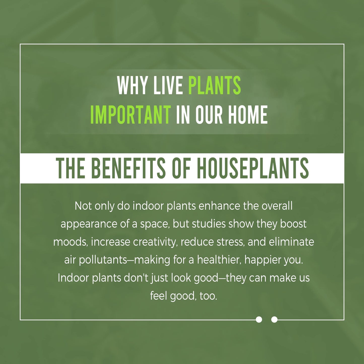 LEAL PLANTS ECUADOR Spathiphyllum Peace Lily Variegated (Pack of 2)| Premium Live Indoor Houseplant | Air-Purifying Peace Lily | Elegant Plant for Home Decor, Office, or Garden