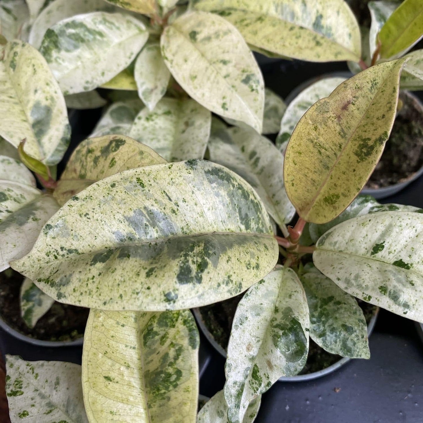 RedCrocus - RedCrocus Moonshine Ficus - Variegated Indoor Plant with Chartreuse Foliage, Bushy & Compact, Perfect for Decor & Floral Arrangements, Pet Warning, Indoor Use 6" Pot