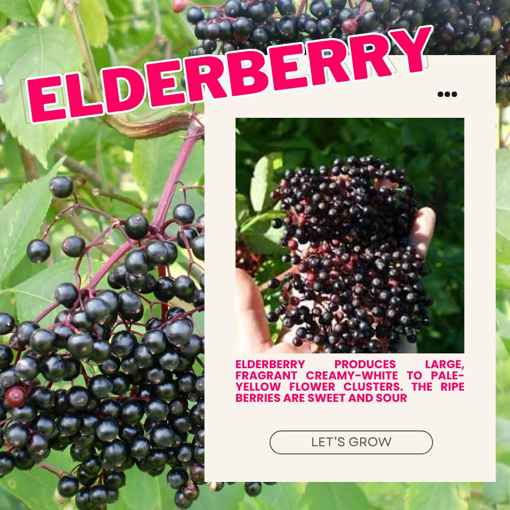 1 American Elderberry Plant Live, 7-11 Inch Height, Black Elderberry Bush Shrub to Grow Home Garden