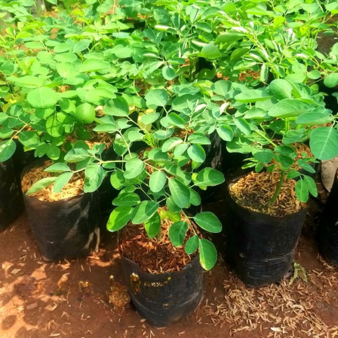 Dwarf Moringa Tree Live Plant in Half Gallon Pot, Well-Rooted Drumstick Malunggay Plant Live, Oleifera Moringa Horseradish Planting Outside
