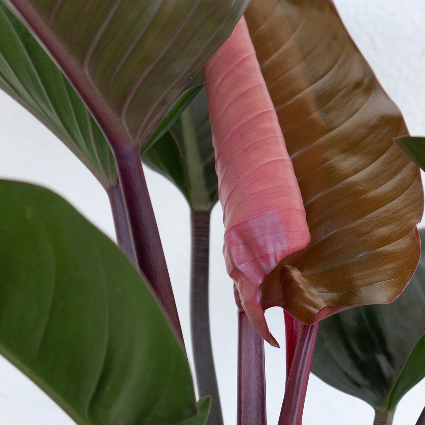 United Nursery Philodendron Red Congo 28-32 inches Tall Live Indoor Plant 10 inch Plant Pot Bold Green Foliage with Striking Red Stems Air Purifying Floor Plant for Office and Home Decor