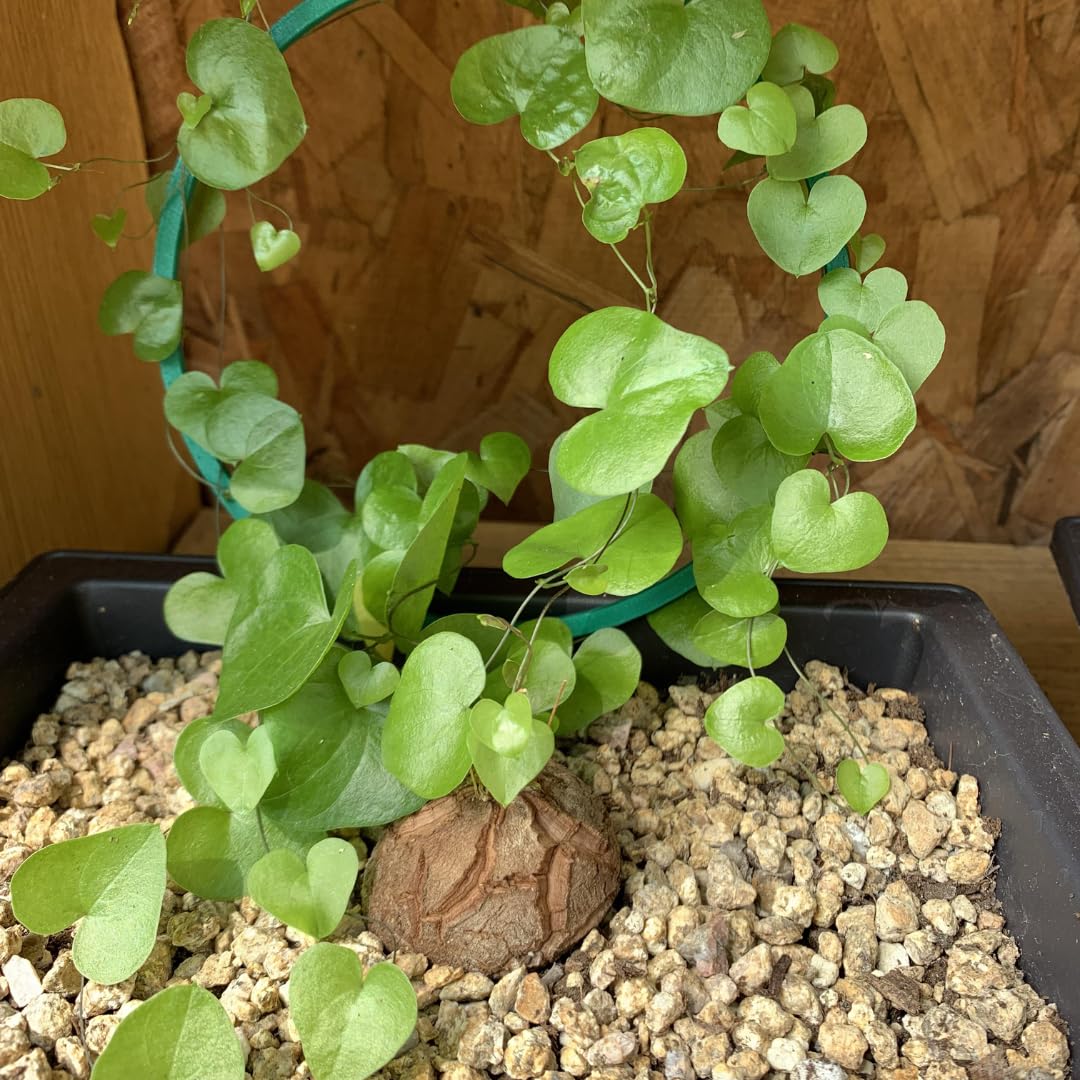 Starter Elephant's Foot Caudex Exotic Plant Live, Rare Houseplants in 3" Pot, Perennial Vine Live Plants Indoor Outdoor Ornamental and Planting